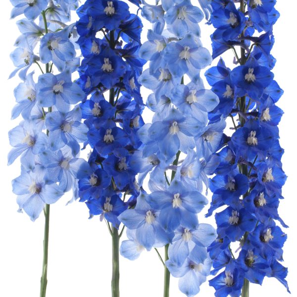 Delphinium