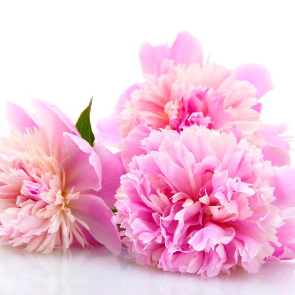 Peonies